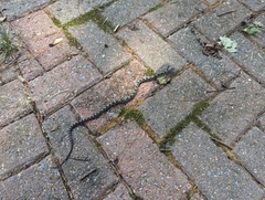 Pantherophis alleghaniensis