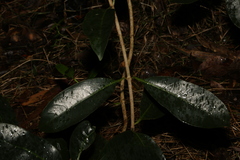 Coelospermum paniculatum