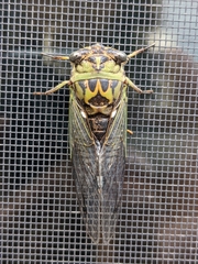 Neotibicen linnei