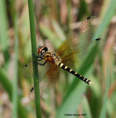 Nannothemis bella