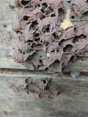 Aculeata