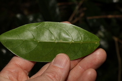 Coelospermum paniculatum