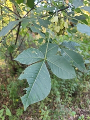 Ptelea trifoliata