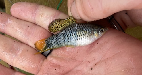 Sheepshead swordtail (Xiphophorus birchmanni) — Poeciliidae — 4