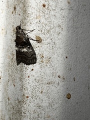 Pococera asperatella