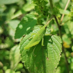 Sphenarium
