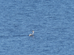 Cygnus