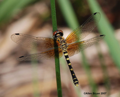 Nannothemis bella