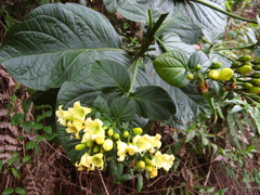 Macrocarpaea macrophylla