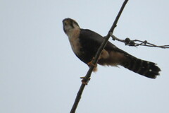 Falco femoralis