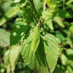 Sphenarium