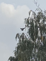 Streptopelia decaocto