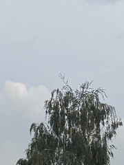 Streptopelia decaocto