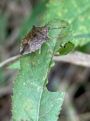 Asopinae