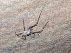 Euhadenoecus puteanus