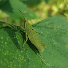 Sphenarium