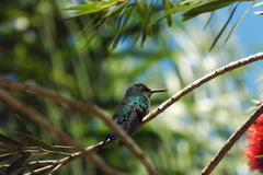 Thalurania glaucopis