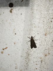 Dichomeris ligulella