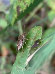 Asopinae