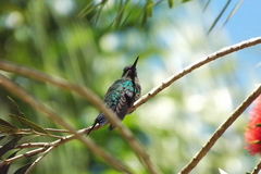 Thalurania glaucopis