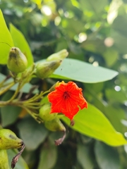 Cordia sebestena