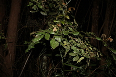 Alectryon tomentosus