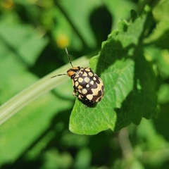 Orsilochides scurrilis