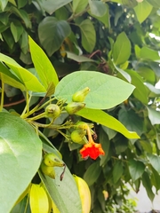 Cordia sebestena