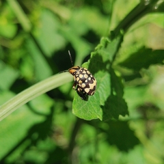 Orsilochides scurrilis