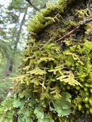 Porella platyphylla