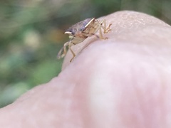 Asopinae