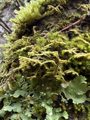 Porella platyphylla
