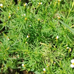 Tagetes filifolia
