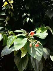 Cordia sebestena