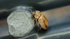 Aphidecta obliterata