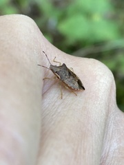 Asopinae
