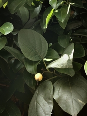 Cordia sebestena
