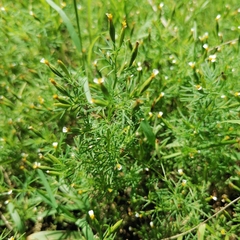 Tagetes filifolia