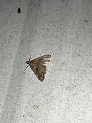 Elophila gyralis