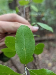 Viburnum rufidulum