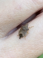 Asopinae