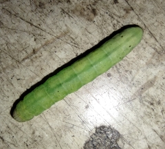 Peridea basitriens