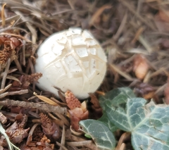 Fungi