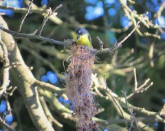 Todirostrum cinereum