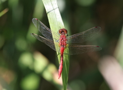 Sympetrum internum