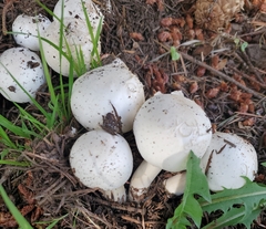 Fungi