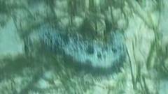 Holothuria atra