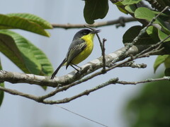 Todirostrum cinereum