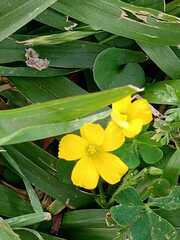 Oxalis niederleinii