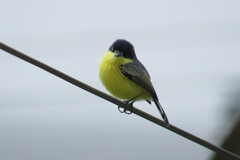 Todirostrum cinereum